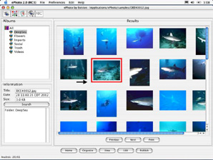 Search for waterlily-like images