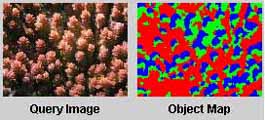 coral and object map