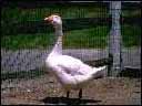 goose