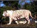 walking tiger